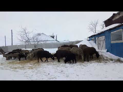 Видео: Почему овцы резко худеют, решение проблемы.