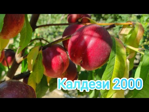 Видео: Нектарин Калдези 2000/nectarine Caldesi 2000. #garden #nectarine #Caldesi 2000 #сад #нектарин.