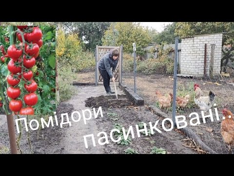 Видео: ПОМіДОРИ ВИСОКОРОСЛі.. ПОРіВНЯННЯ ТА РОЗДУМИ! ОСіННі РОБОТИ НА ГОРОДі!