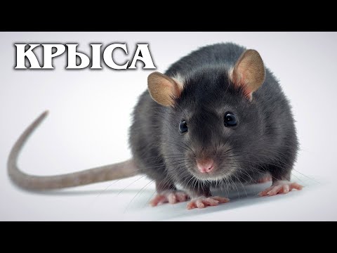 Видео: Крыса: Самый умный грызун | Интересные факты про крыс