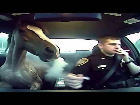 Видео: Абсурдные мемы, которые я нашел в машине