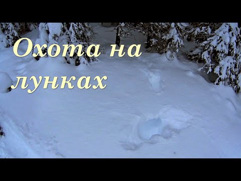 Видео: Охота на боровую на лунках. ГЛУХАРЬ. Первый трофей года.