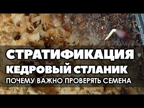 Видео: ❄🌱 Стратификация. Кедровый стланик. Почему важно проверять семена на стратификации.