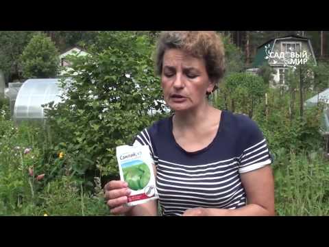 Видео: Защита крыжовника от гусениц  Крыжовниковая огневка. Сайт "Садовый мир"