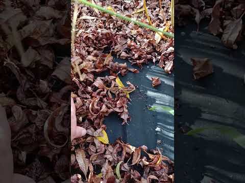 Видео: Плантация ивы . Часть вторая .Урожай второго года.Маяк2, Волчниковая, Сукачева, Вителлина. #ива