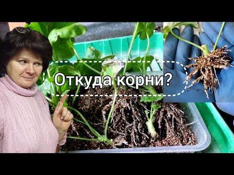 Видео: Рассмотрим корни у черенков пеларгоний!