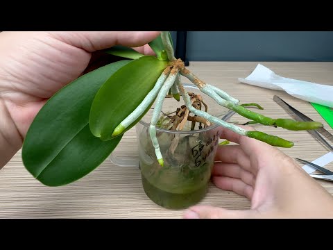 Видео: снимаем орхидею с пня и пересаживаем: орхидея бронзовый Будда