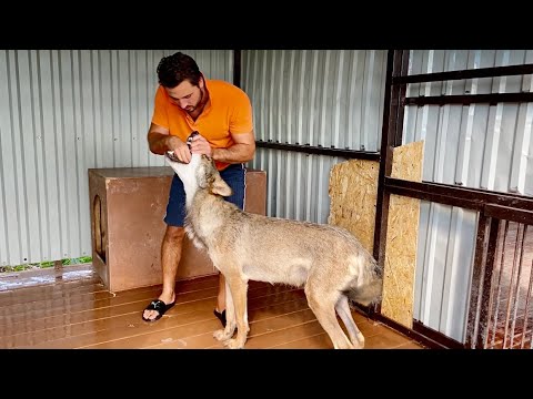 Видео: Якутский Волк с горем пополам принимает лекарства. Волэнд Луия напала на Новую Тайгу, история.