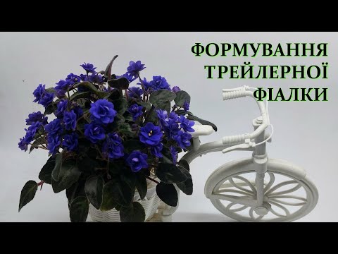 Видео: Формування трейлерної фіалки