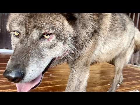 Видео: Волк Акела сильно пострадал ‼️ Впервые за долгое время волк дал себя погладить ‼️
