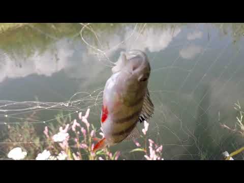 Видео: Ловля рыбы на Экран.