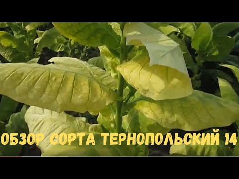 Видео: Обзор сорта Тернопольский 14