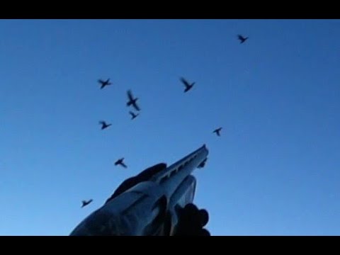 Видео: Охота на утку. При чём тут гуси?