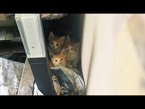 Видео: В моём дворе внезапно появились три котёнка!
