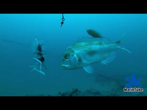 Видео: [Часть 2] Шок! Живой кальмар на морском дне... Дорады, груперы и синие рыбы в восторге!