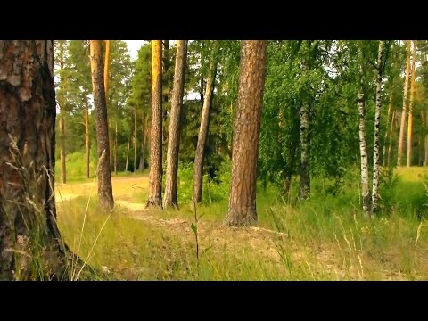 Видео: Обычное Июньское Утро в парке пос Васильево.Татарстан.