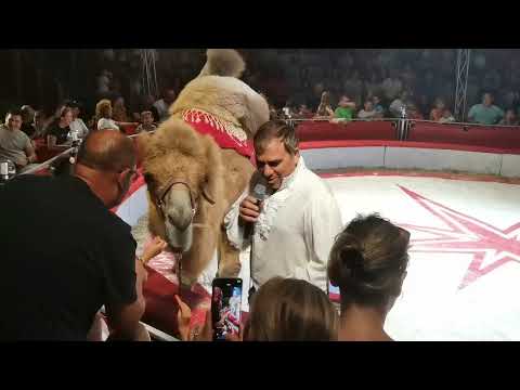 Видео: Цирк ''Арена'' в Бургас 2025. Камилата Степа! Circus ARENA - Steppa the camel! 🐫