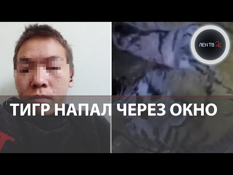 Видео: Амурский тигр напал на охотников | Охота в нацпарке в Хабаровском крае | Тигр влез в зимовье в тайге