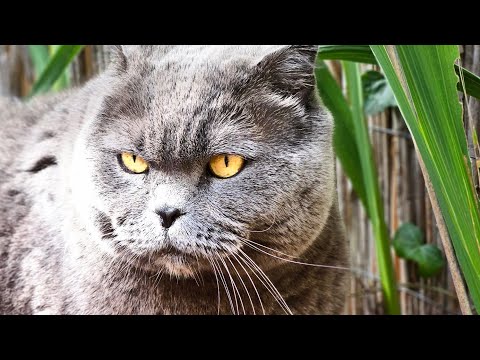 Видео: Злой Британец в хорошем настроении / Смешные животные/ Смешные коты