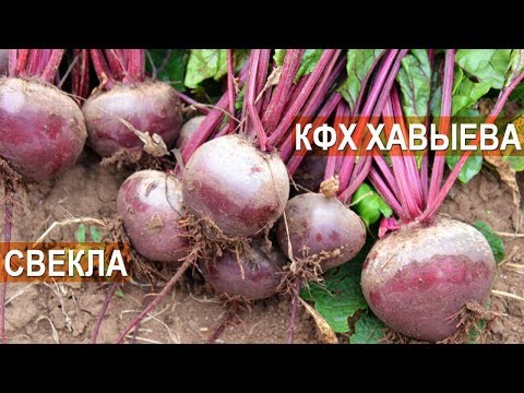 Видео: Гибриды свеклы. Летний День Поля-2018. КФХ Алмаза Хавыева
