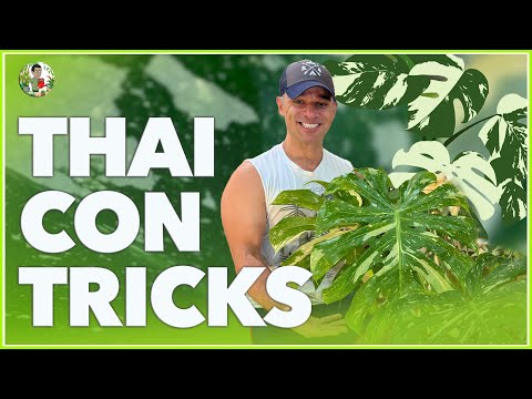 Видео: Как мне удалось увеличить созвездие монстеры в размерах