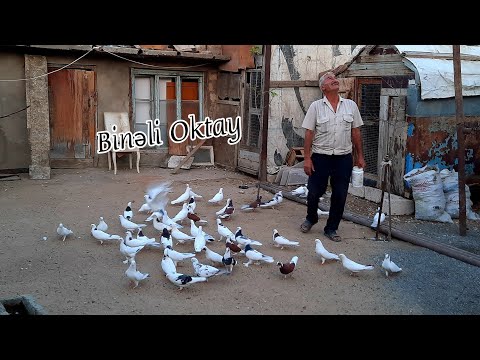 Видео: Bineli Oktay Kişinin Goyercinleri #bakigoyercinleri #goyercinler #Бакинскиеголуби2021 #goyercin