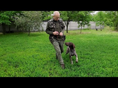 Видео: Курцхаар Роби. Хождение рядом.