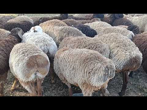 Видео: Ургаачы бычмал козулар сатылат тел 0554554884