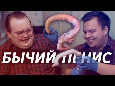 Видео: Бычий Половой Орган