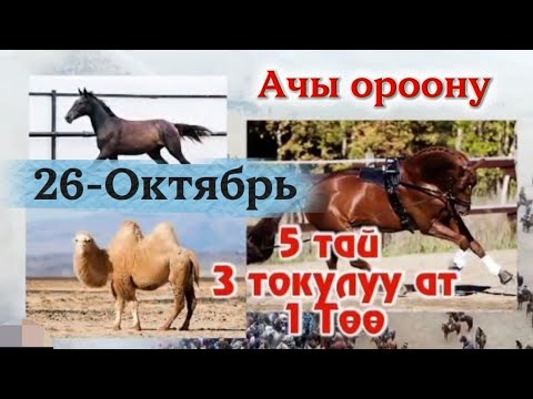 Видео: Ачы ороонундо ото чон улак 26-Октябрь 