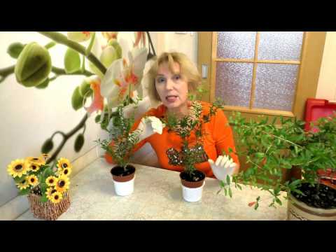 Видео: Как вырастить крону комнатного граната пышной. Гранат.Советы цветовода