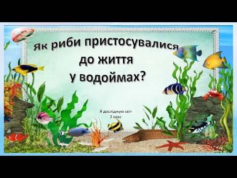 Видео: Урок 63.  Як риби пристосувалися до життя у водоймах? Я досліджую світ 3 клас