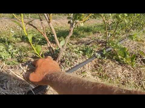Видео: Только для юга, и для интересантов. Летняя обрезка голубики. Особо ценные сорта.