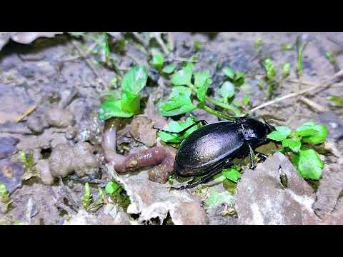 Видео: Ночёвка на "Бобрином" прудике.