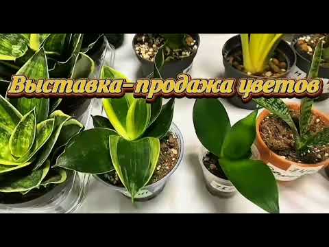Видео: Сансевиерии. Выставка цветов г.Воронеж 25.10.25г.