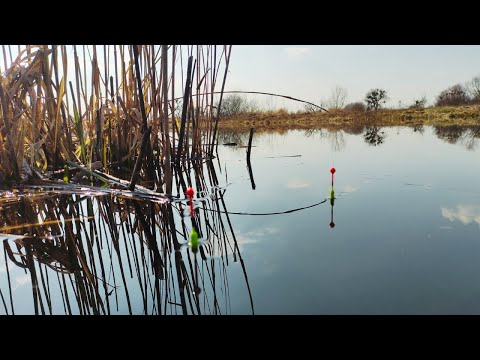 Видео: РИБАЛКА на ПОПЛАВОК 2025! ЛОВЛЯ ПЛОТВИ І ЧЕРВОНОПІРКИ! ВІДКРИТТЯ СЕЗОНУ!