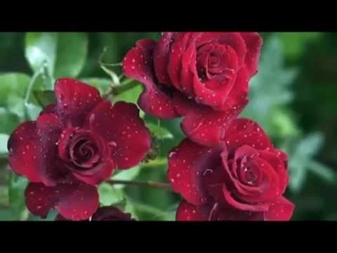 Видео: Тёплый май. Музыка Сергея Чекалина. Warm May. Sergey Chekalin.