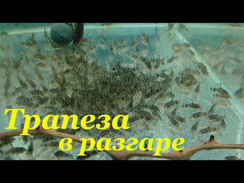 Видео: Как кормить мальков Чем кормить мальков Кормление мальков