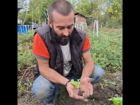 Видео: Салата Айсберг от наше семе