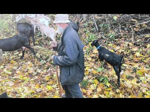 Видео: Що робив мій Ігор сьогодні 