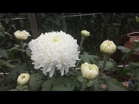 Видео: хризантема крупноцветковая  ЦВЕТЕНИЕ 2020 от а до я!