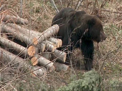 Видео: Охота на медведя ( Bear hunting. Film two). На приваде. Фильм второй.