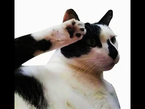 Видео: 😺 Так точно, виноват! Исправлюсь! 🐈 Подборка смешных видео котов, котят и собак! 😻