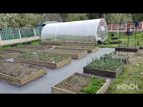 Видео: ДАЧА#19 ЧТО ВЫЖИЛО ПОСЛЕ ЗАМОРОЗКОВ? ВЫСАДИЛА КАПУСТУ#ПРОПОЛКА ОГОРОДА