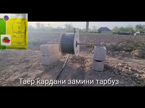 Видео: Шинондани кучоти Тарбузу Ҳандала ба капелни орошени .