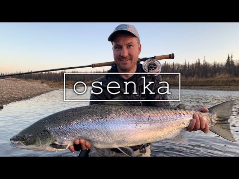 Видео: Эпичная рыбалка. Смотреть до конца. Ловля сёмги осенью. Fly fishing for Atlantic salmon in autumn.