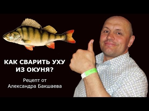 Видео: КАК ПРИГОТОВИТЬ УХУ ИЗ ОКУНЕЙ. Рецепт от Александра Бакшаева