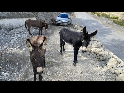 Видео: Моменты из жизни горянки/ Угощаю ослят яблоками/ Прогулка продолжается