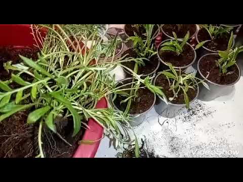 Видео: Гацания. Деление и сохранение в зимний период. Лук на зелень 15 дней.