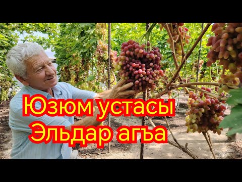 Видео: Виноградный мастер  Эльдар агъа